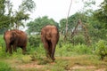 Two curious Elephants inside the udawalawe national park, Sri Lanka Royalty Free Stock Photo