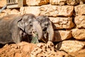 The Asian elephants, Jerusalem Biblical Zoo in Israel Royalty Free Stock Photo