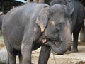 Closeup photo with small Asian Elephant in Thailand, Asia