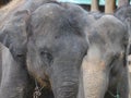 Closeup photo small hairy Asian Elephants in Thailand, Asia