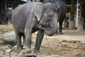 Closeup photo with small Asian Elephant made in Thailand, Asia