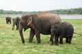 Asian elephants at Minneriya National Park. Green landscape with a lake Royalty Free Stock Photo