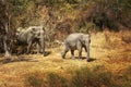 Asian elephants, mother cow with baby in Yala National Park on Sri Lanka closeup