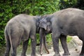 Asian Elephants Royalty Free Stock Photo