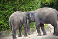 Asian Elephants Royalty Free Stock Photo