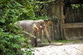Asian Elephants Royalty Free Stock Photo