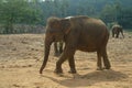 Asian Elephants, Sri Lanka Royalty Free Stock Photo