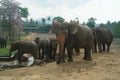 Asian Elephants, Sri Lanka Royalty Free Stock Photo