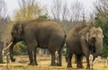 Asian elephants together, One tusked male and a female, elephant couple standing together, Endangered animal species Royalty Free Stock Photo