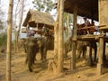 Asian elephants wait for tourists in Laos