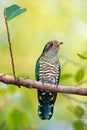 Asian Emerald Cuckoo bird in nature of thailand