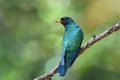 Asian emerald cuckoo Chrysococcyx maculatus back feathers profile