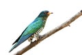 Asian emerald cuckoo Chrysococcyx maculatus isolated on white background