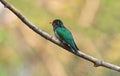 Asian Emerald Cuckoo(male)