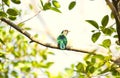 Asian emerald cuckoo