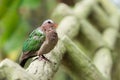 Asian Emerald Dove (Chalcophaps indica). Royalty Free Stock Photo