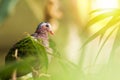 Asian emerald dove, or grey-capped emerald dove Chalcophaps indica perched Royalty Free Stock Photo