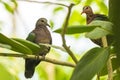 Asian emerald dove, or grey-capped emerald dove Chalcophaps indica perched Royalty Free Stock Photo