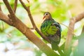 Asian emerald dove, or grey-capped emerald dove Chalcophaps indica perched Royalty Free Stock Photo