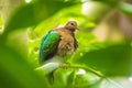 Asian emerald dove, or grey-capped emerald dove Chalcophaps indica perched Royalty Free Stock Photo