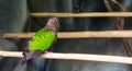 Asian emerald dove sitting on a bamboo branch, a colorful tropical bird that is well spread throughout Asia Royalty Free Stock Photo