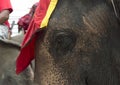 Asian eye elephant Royalty Free Stock Photo