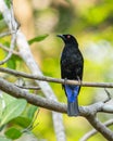 Asian Fairy blue bird resting