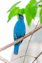 Asian Fairy-Bluebird (Irena puella) in Malaysia