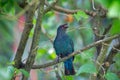 Asian Fairy-Bluebird (Irena puella) in Malaysia