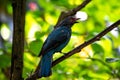 Asian Fairy-Bluebird (Irena puella) in Malaysia