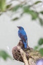 Asian Fairy-Bluebird (Irena puella) in Malaysia