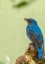 Asian Fairy-Bluebird (Irena puella) in Malaysia