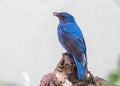 Asian Fairy-Bluebird (Irena puella) in Malaysia