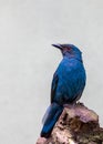 Asian Fairy-Bluebird (Irena puella) in Malaysia