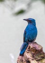 Asian Fairy-Bluebird (Irena puella) in Malaysia