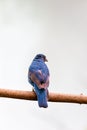 Asian Fairy-Bluebird (Irena puella) in Malaysia