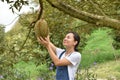 Asian farm people checking on durian tree in orchard