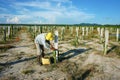 Asian farmer, agriculture farm, dragon fruit Royalty Free Stock Photo