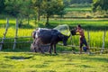 Asian farmer with buffalo in rice field, Asian man loves and bathes his buffalo in Thailand`s countryside Royalty Free Stock Photo