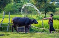 Asian farmer and buffalo in rice field, Asian woman loves and showers his buffalo in Thailand`s rural