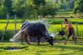 Asian farmer with buffalo in rice field, Asian man loves and bathes his buffalo in Thailand`s countryside Royalty Free Stock Photo