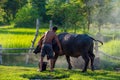 Asian farmer with buffalo in rice field, Asian man loves and bathes his buffalo in Thailand`s countryside Royalty Free Stock Photo