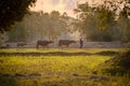 Asian Farmer and Buffalo are walking on the field Royalty Free Stock Photo