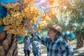 Asian farmer carefully checking a bunch of bright yellow ripe Dates palm fruits in farm, Date palm fruits, agriculturalist