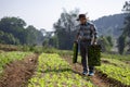 Asian farmer is carrying tray of young vegetable salad seedling to plant in mulching film for growing organics plant during spring