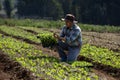 Asian farmer is carrying tray of young vegetable salad seedling to plant in mulching film for growing organics plant during spring