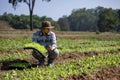 Asian farmer is carrying tray of young vegetable salad seedling to plant in the soil for growing organics plant during spring