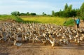 Asian farmer, flock of duck, Vietnamese village