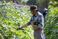 Asian farmer is freshly harvest healthy cucumber or zucchini from the vegetable organics farm approach for local gardener and