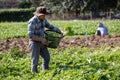 Asian farmer is freshly harvest healthy salad lettuce from the vegetable organics farm approach for local gardener and homegrown